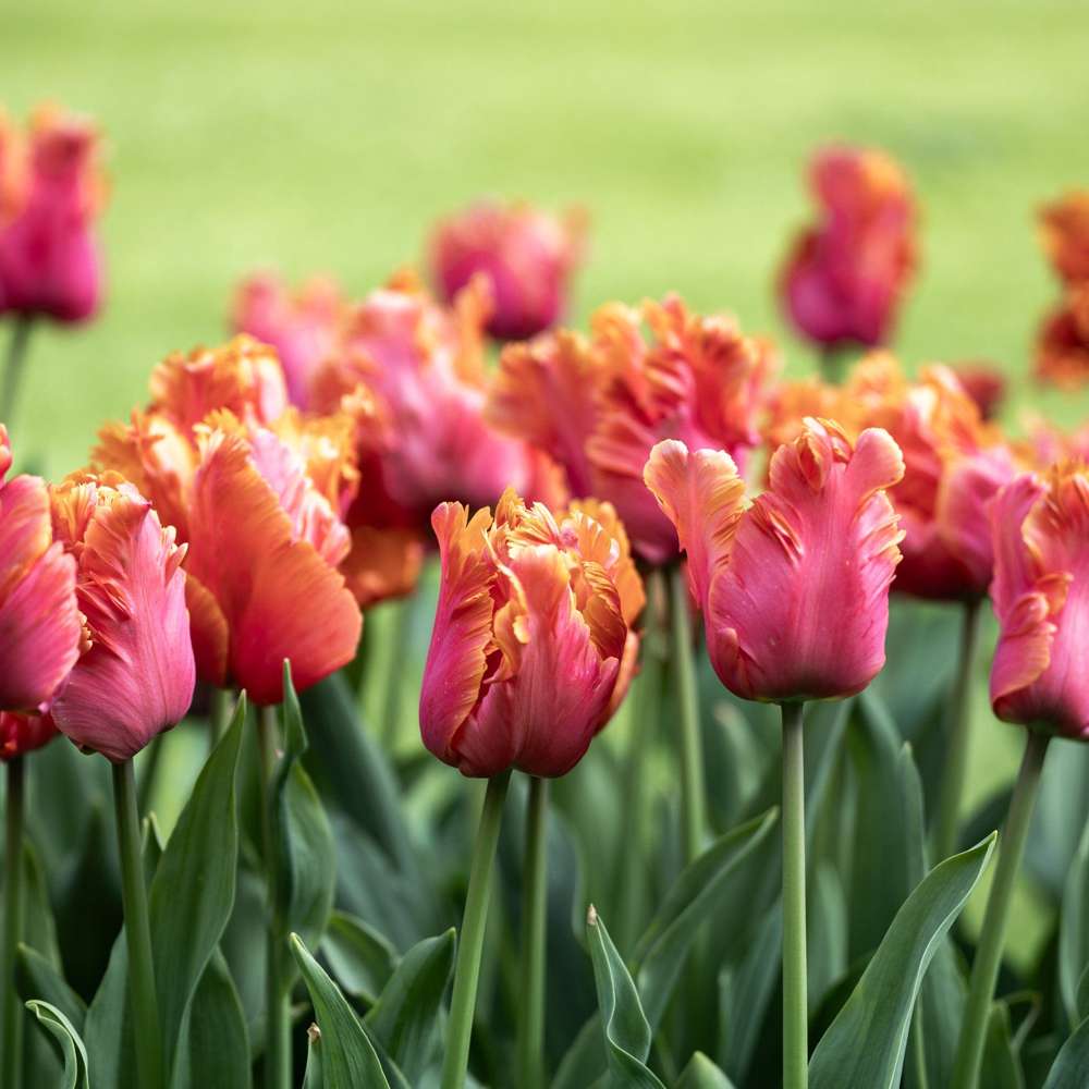 Tulpan 'Amazing Parrot'